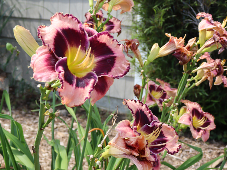 Sound of My Heart Daylily blossoms on top of sturdy green stems