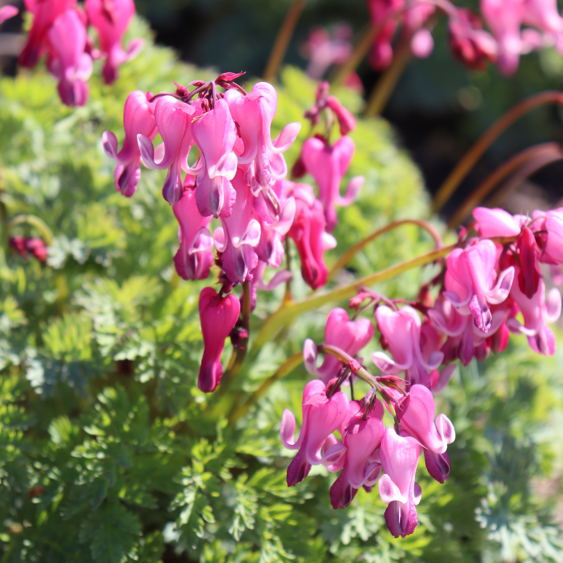 Up close image of bright pink heart-shaped flowers from Dicentra plants
