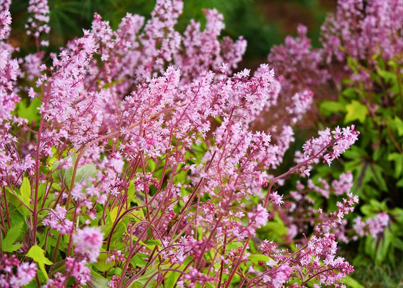 Pink flowering foamy bells with green leaves in a garden setting