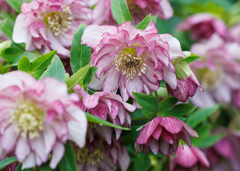 Gros plan sur des fleurs de rose de Carême roses avec des feuilles vertes