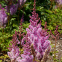 Gros plan sur des fleurs d'astilbe roses