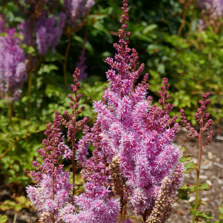 Gros plan sur des fleurs d'astilbe roses
