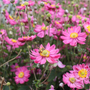 Up close image of bee feeding on Japanese Anemone flowers