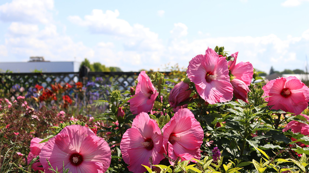 Pink flowers in full sun