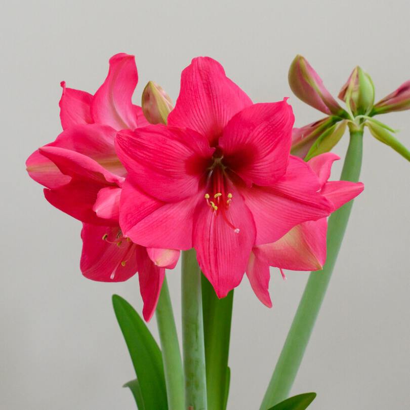 Gros plan sur des fleurs d'amaryllis 'Pleasure' rose vif à tiges vertes sur fond uni