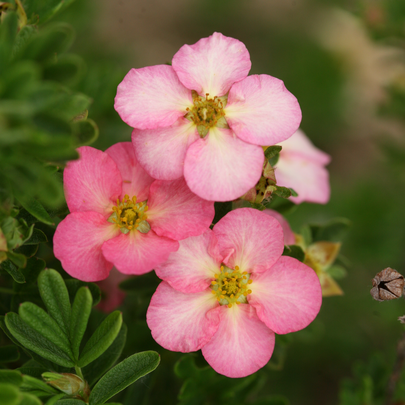 Close-up of a flushed pink Happy Face Hearts Potentilla flowers. 