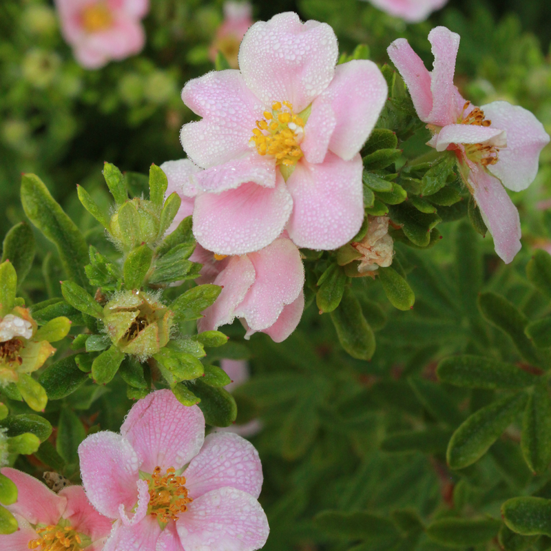 Happy Face Pink Paradise Potentilla with pink flowers and neat fern-like foliage.