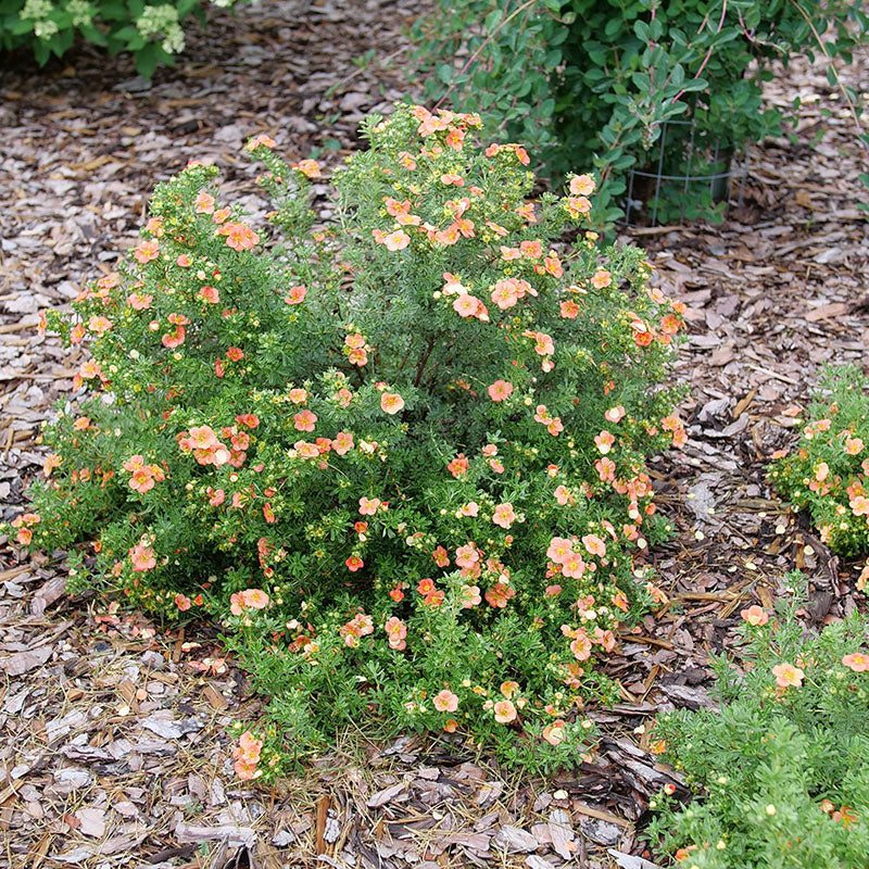 small orange flower house plant Happy Face Orange Potentilla For Sale