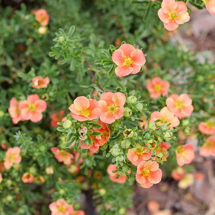 Close up of Happy Face® Orange Potentilla with orange flowers in a cool climate. 