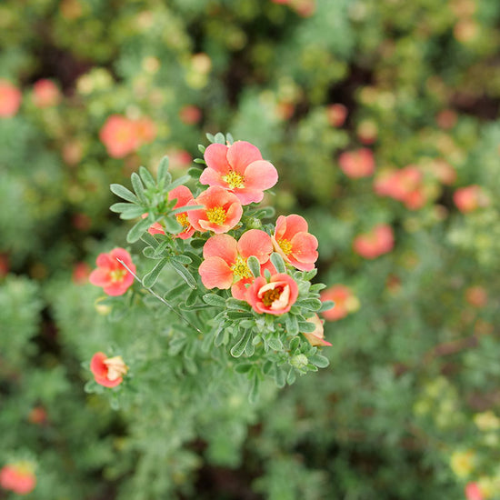Close up of Happy Face® Orange Potentilla with orange flowers.