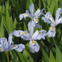 Iris crêté nain 'Powder Blue Giant' avec des fleurs mesurant 3 cm de diamètre.