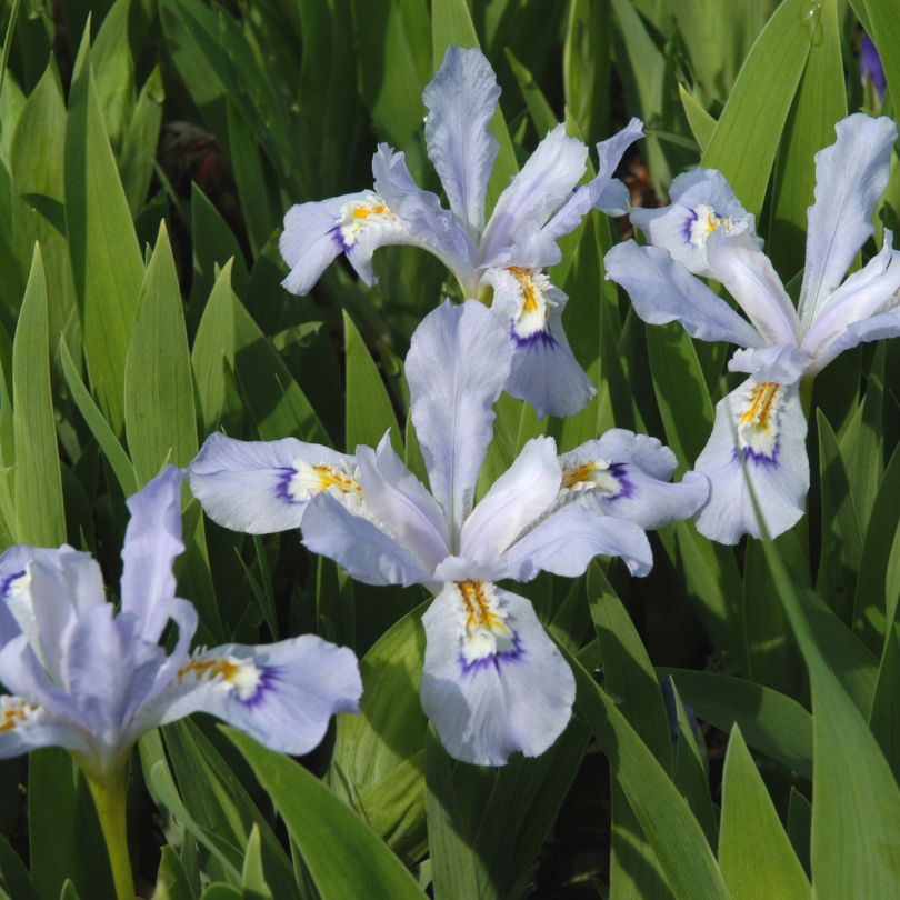 Iris crêté nain 'Powder Blue Giant' avec des fleurs mesurant 3 cm de diamètre.