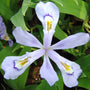 Gros plan sur l'iris crêté nain 'Powder Blue Giant', dévoilant ses pétales bleu clair ornés de crêtes dorées et d'une remarquable touche de bleu. 