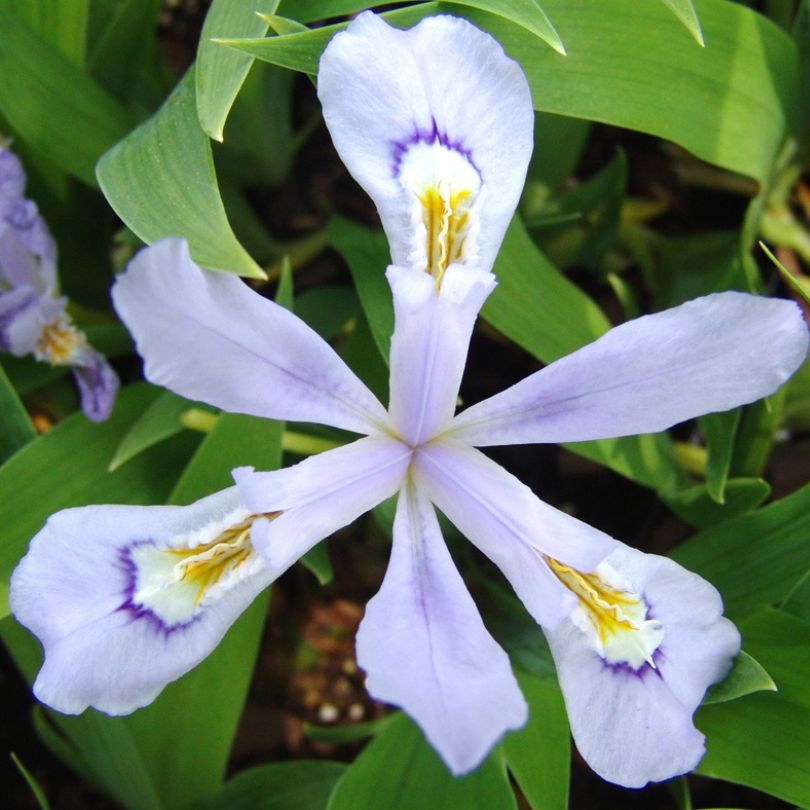 Gros plan sur l'iris crêté nain 'Powder Blue Giant', dévoilant ses pétales bleu clair ornés de crêtes dorées et d'une remarquable touche de bleu. 
