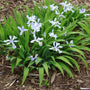 Iris crêté nain 'Powder Blue Giant' dont les fleurs attirent les colibris en été.