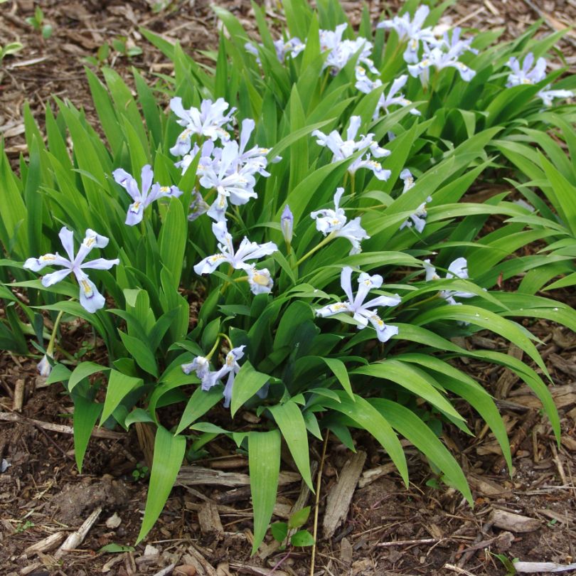 Iris crêté nain 'Powder Blue Giant' dont les fleurs attirent les colibris en été.