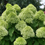 Plusieurs panicules d'hortensia Powerball fleurissent, avec des fleurs vert clair et un feuillage vert. 