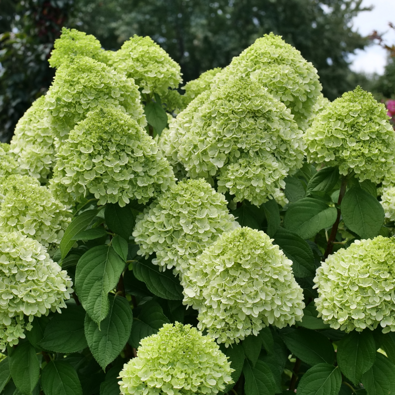 Plusieurs panicules d'hortensia Powerball fleurissent, avec des fleurs vert clair et un feuillage vert. 