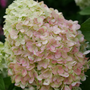 Fleurs blanches teintées de rose sur l'inflorescence paniculée de l'hortensia Powerball. 