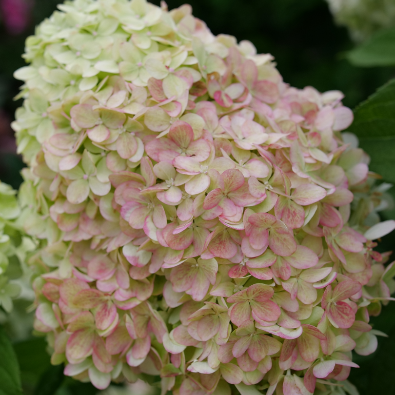 Fleurs blanches teintées de rose sur l'inflorescence paniculée de l'hortensia Powerball. 