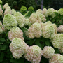 Plusieurs fleurs de l'hortensia paniculé Powerball ont commencé à montrer les premiers signes de vieillissement, passant du vert au rose. 