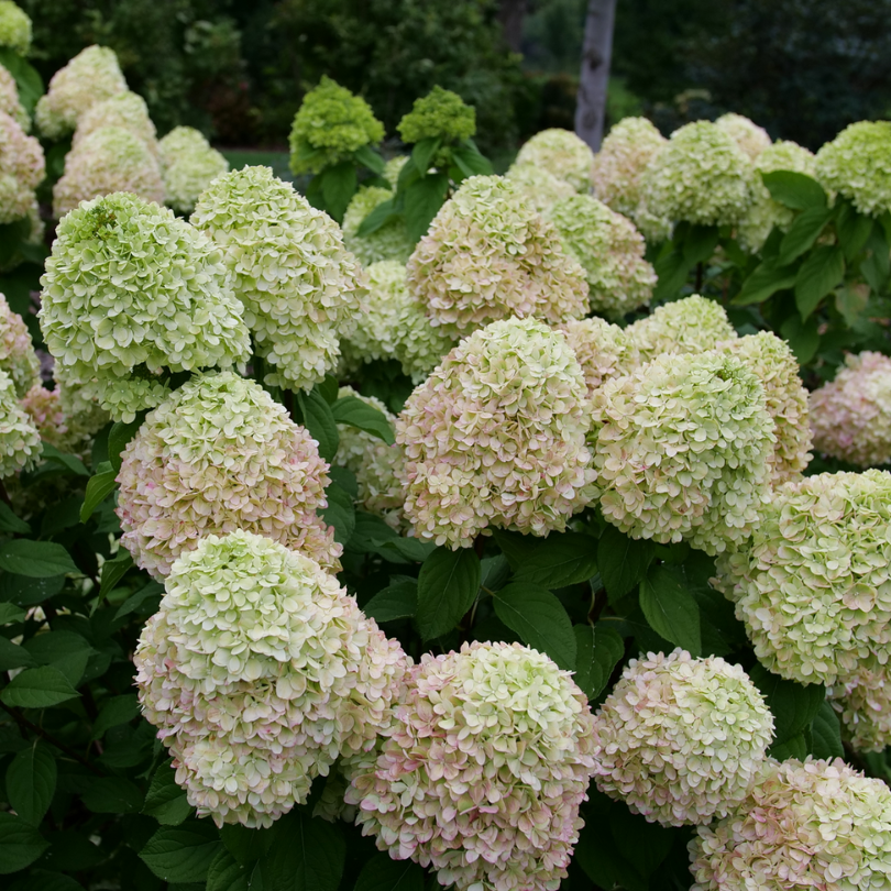 Plusieurs fleurs de l'hortensia paniculé Powerball ont commencé à montrer les premiers signes de vieillissement, passant du vert au rose. 
