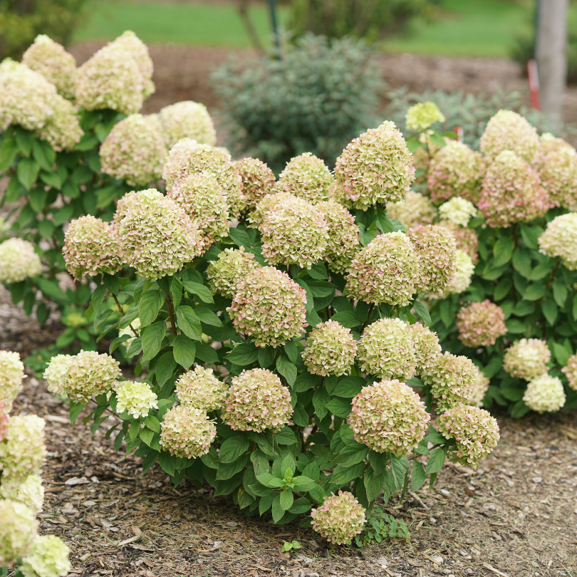 Trois jeunes hortensias paniculés Powerball fleurissent dans le paysage, offrant des dizaines de fleurs vertes. 