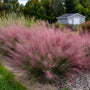 Pink muhly grass plumes in a garden with a building and trees in the background