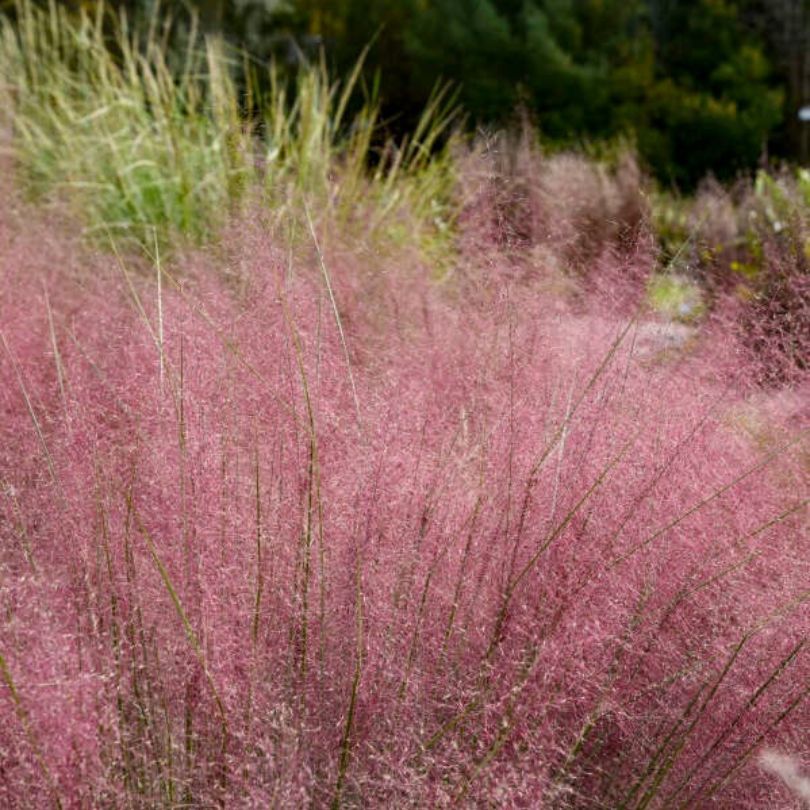 Pink muhly grass swaying in a field with greenery in the background