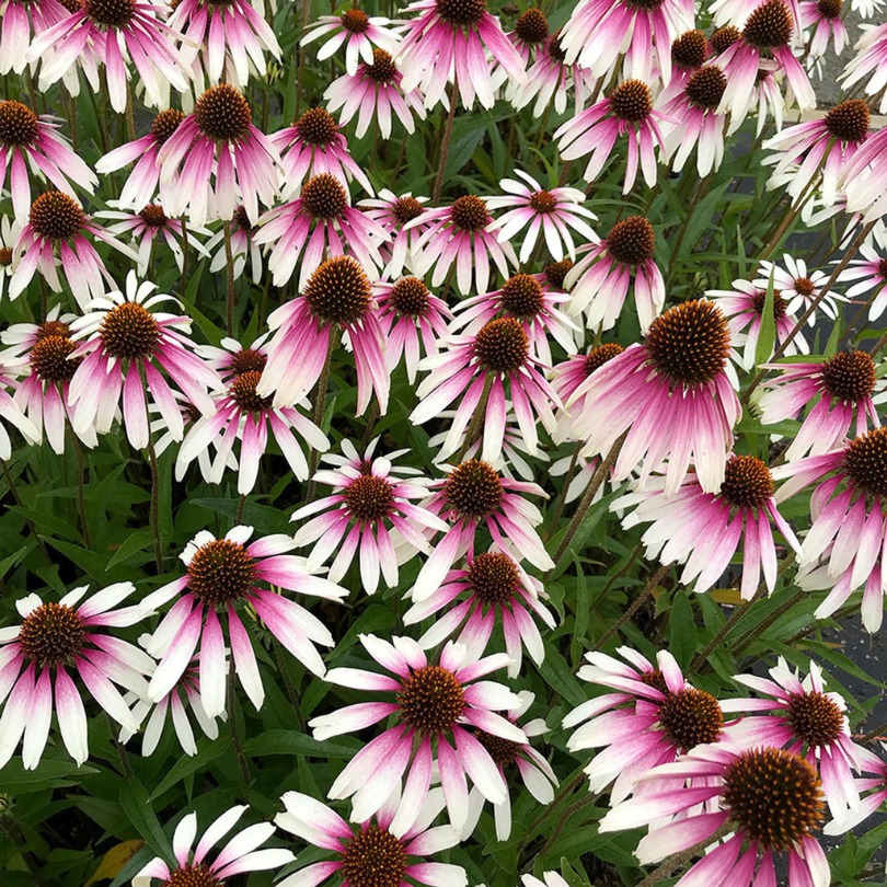 Les échinacées 'Pretty Parasols' commencent par un centre rose qui s'estompe lentement jusqu'à des pointes d'un blanc éclatant au-dessus d'un feuillage vert foncé.