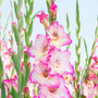 Gros plan sur le glaïeul 'Priscilla', révélant un magnifique mélange de fleurs roses, jaunes et blanches en été.