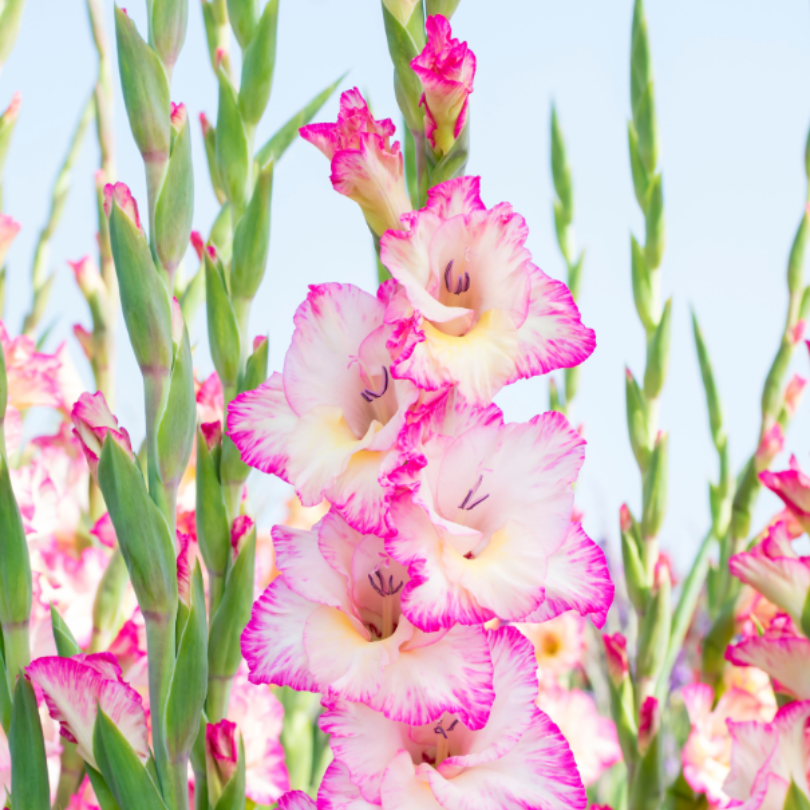 Gros plan sur le glaïeul 'Priscilla', révélant un magnifique mélange de fleurs roses, jaunes et blanches en été.
