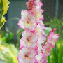 Glaïeul 'Priscilla' à haute hampe florale dans le jardin des pollinisateurs. 