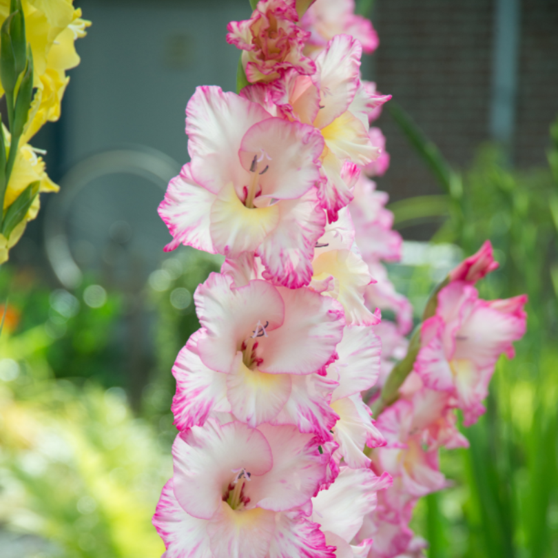 Glaïeul 'Priscilla' à haute hampe florale dans le jardin des pollinisateurs. 