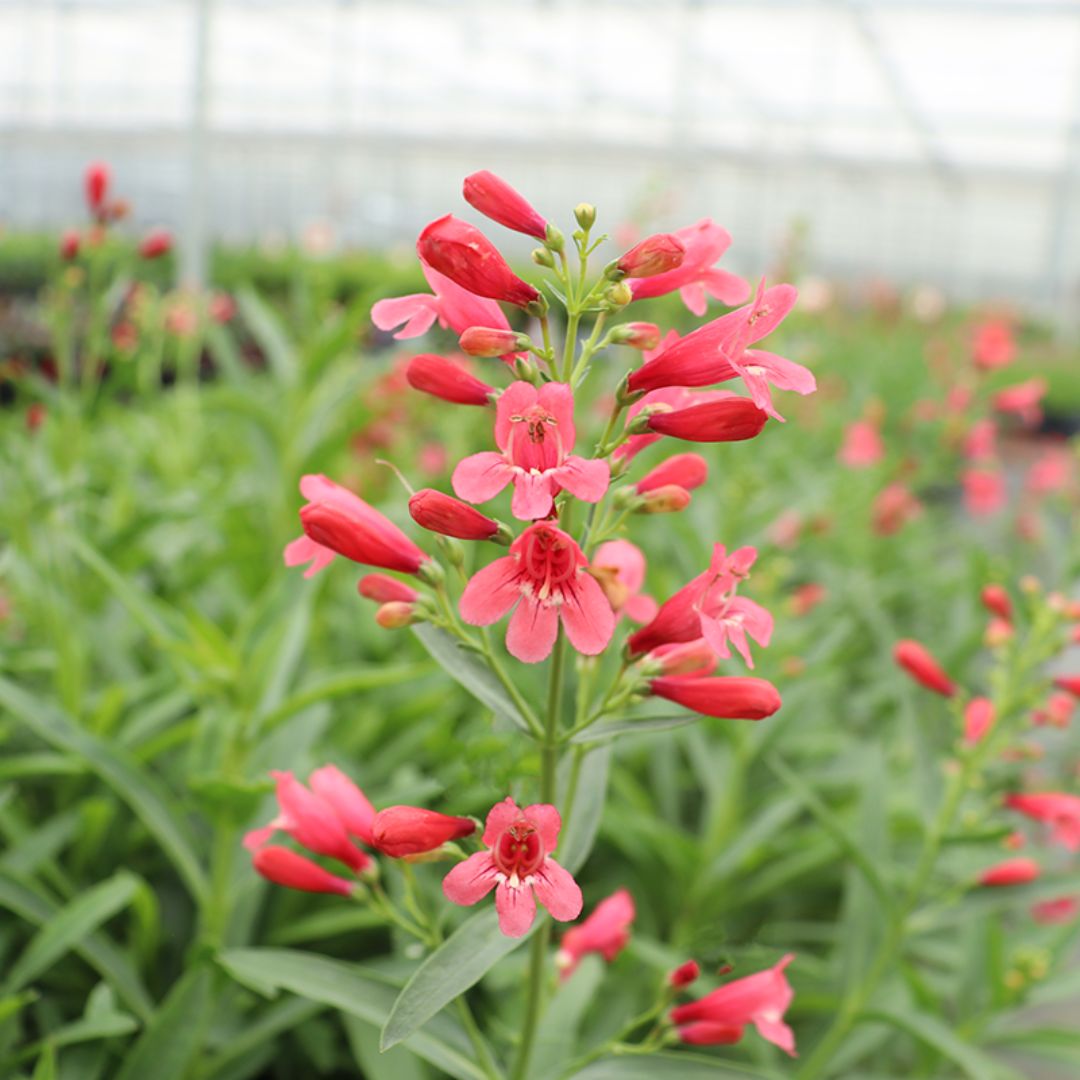 La cynorrhodon 'Pristine Scarlet' possède des tiges robustes, un port compact et des fleurs rouge vif qui attirent le regard.