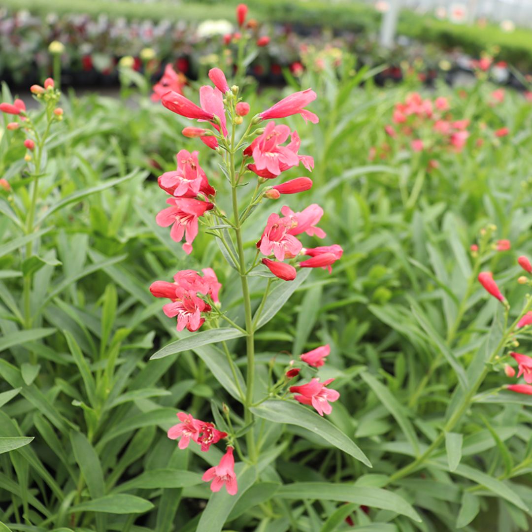 La cynoglosse 'Pristine Scarlet' fleurit tout l'été sur des épis floraux atteignant 18 cm de hauteur.