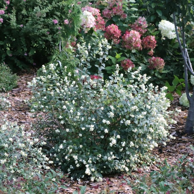 Symphorine « Proud Berry Pearl » chargée de fleurs blanches dans un parterre paillé