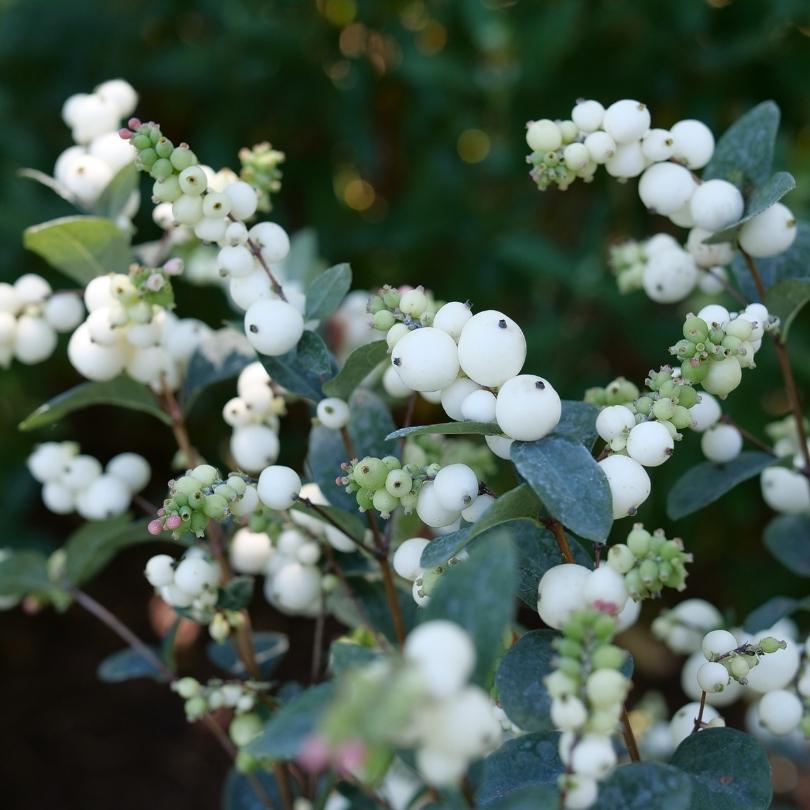 Gros plan de baies blanches sur fond de feuilles vert foncé floues.