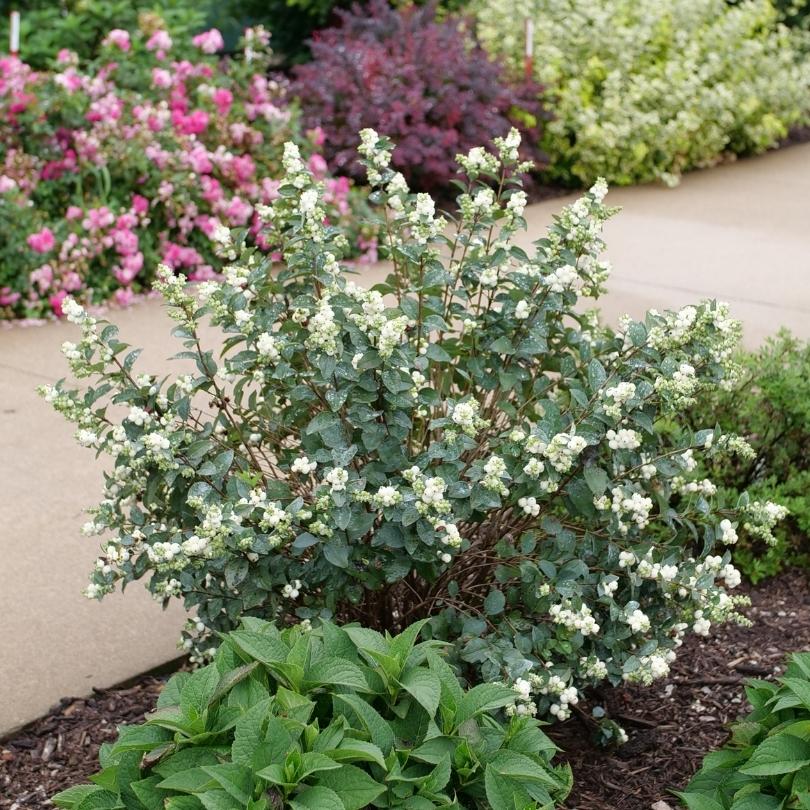 Le port soigné et les fleurs blanches du symphorine 'Proud Berry Pearl' dans un massif mixte