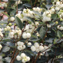 Les baies blanches et charnues contrastent avec les feuilles vert foncé de la symphorine 'Proud Berry Pearl Snowberry'.