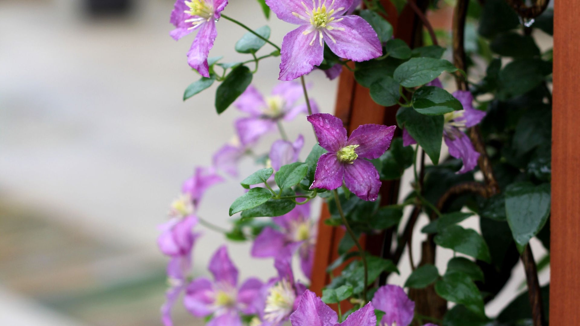 Proven Winners Color Choice Vines & Climbers Purple Flowers