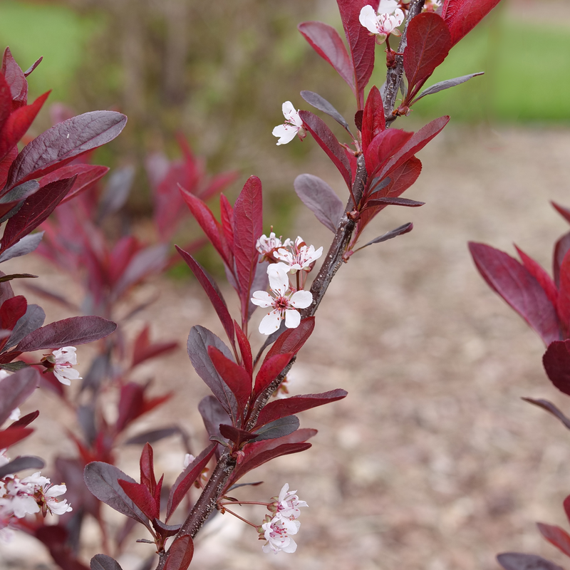 Stay Classy™ Les cerisiers commencent à fleurir dans le paysage. 
