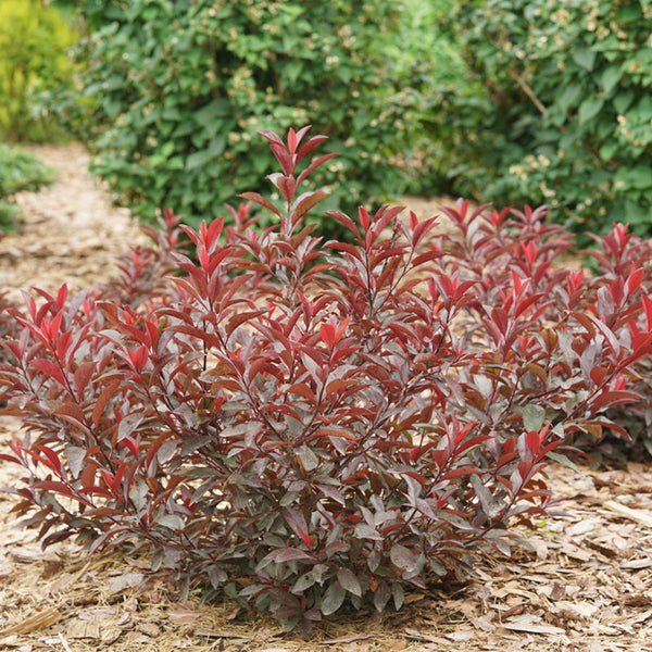Stay Classy® Cherry For Sale | Proven Winners – Great Garden Plants