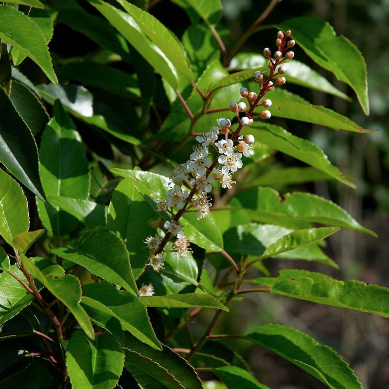 Close up of a Portugal Laurel shiny leaves and fresh flower.