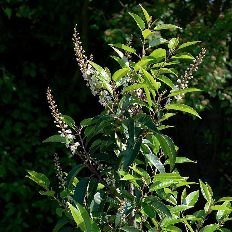 Portugal Laurel is evergreen and features beautiful white flower blooms in the summer and colorful berries in the fall and winter.