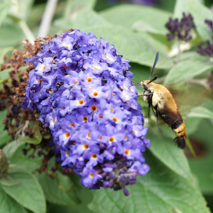 Hummingbird moth on a purple flower with green leaves in the background