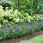 Pugster Blue® underplanted with smooth hydrangeas in a garden hedge