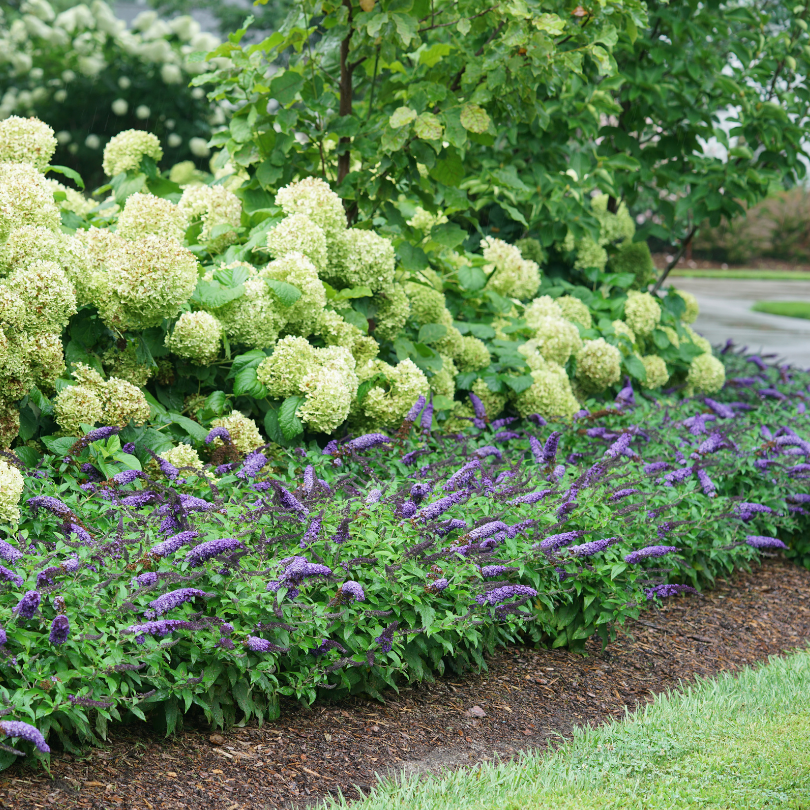 Pugster Blue® underplanted with smooth hydrangeas in a garden hedge