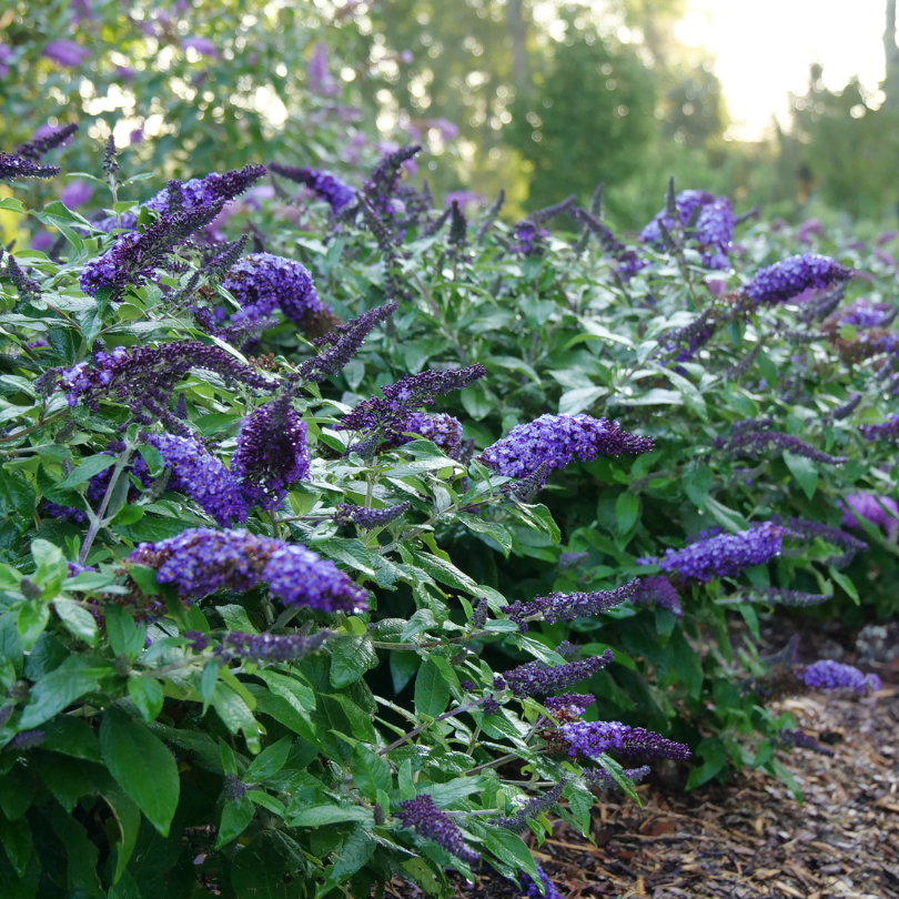 Beautiful blue butterfly bush flowers from Pugster Blue® Buddleia planted in a garden hedge