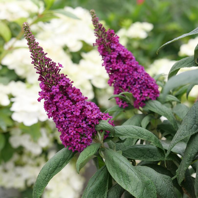 Fleurs violettes du buddleia Pugster Pico Punch™ avec des feuilles vertes sur un fond de jardin flou